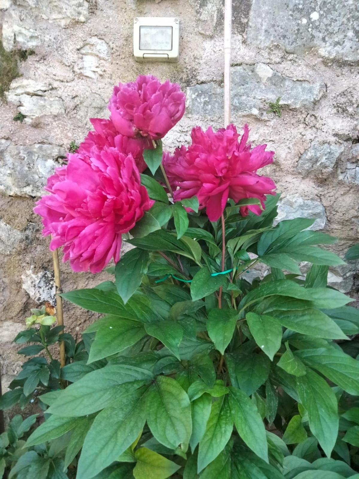 Appartamento Anna Brenzone sul Garda Exteriör bild
